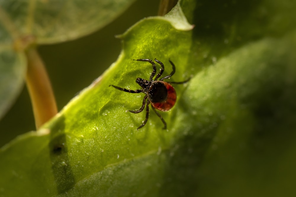 a red and black spider sitting on a green leaf