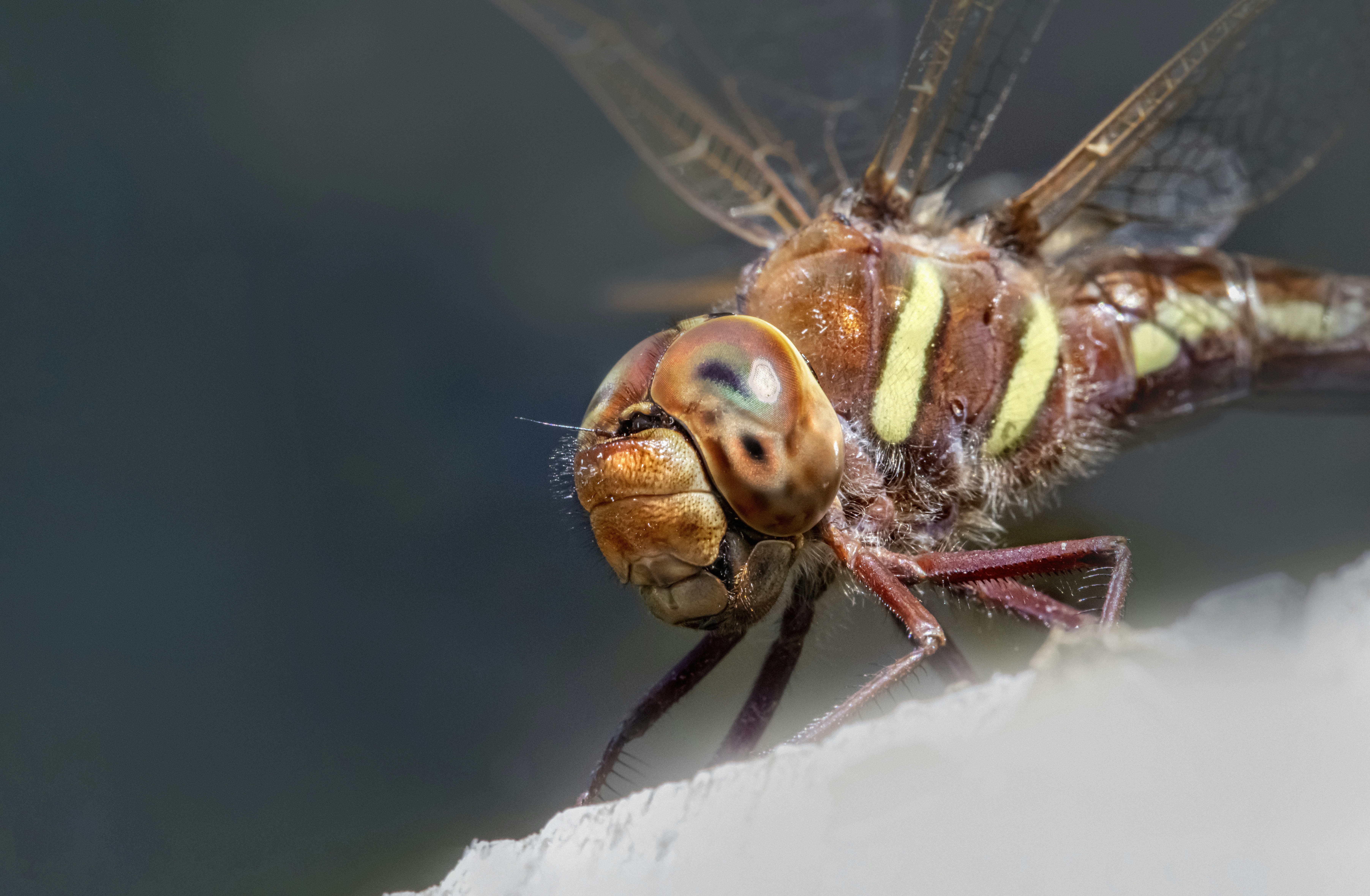 Photo by erik_karits