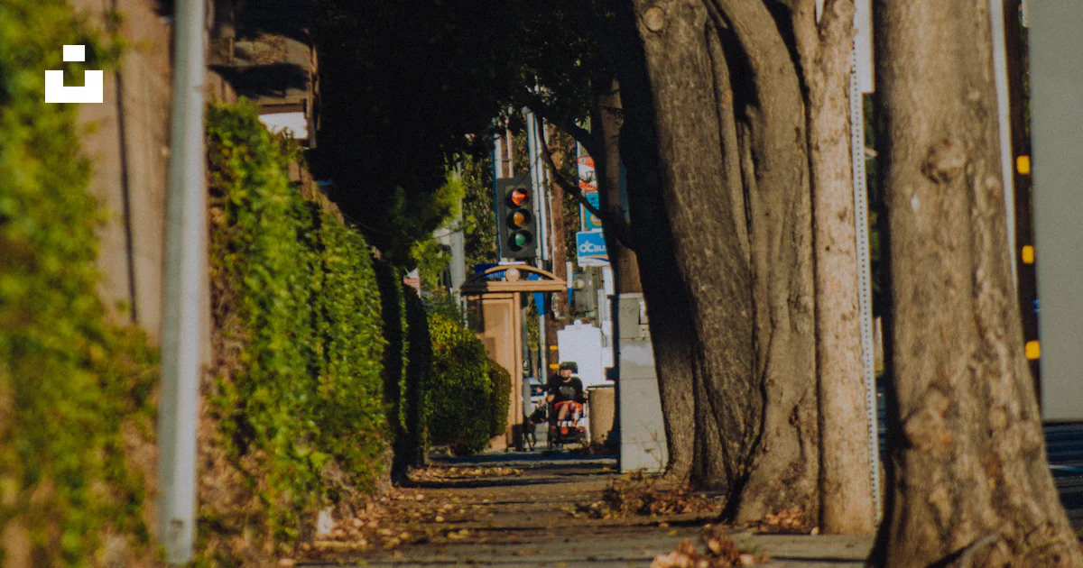 Led Tree Street A tree lined street with a traffic light photo – Free Tree Image on ...
