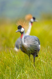 a couple of birds standing on top of a lush green field