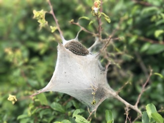 A dense, silky web is constructed among green foliage, resembling a cocoon or nest. The web is shaped like a hammock and is slightly translucent, revealing intricate patterns. A cluster of small insects or caterpillars can be seen inside the web, indicating it may serve as a protective shelter or breeding area. The surrounding leaves are vivid green and some appear slightly blurred, suggesting depth or movement.
