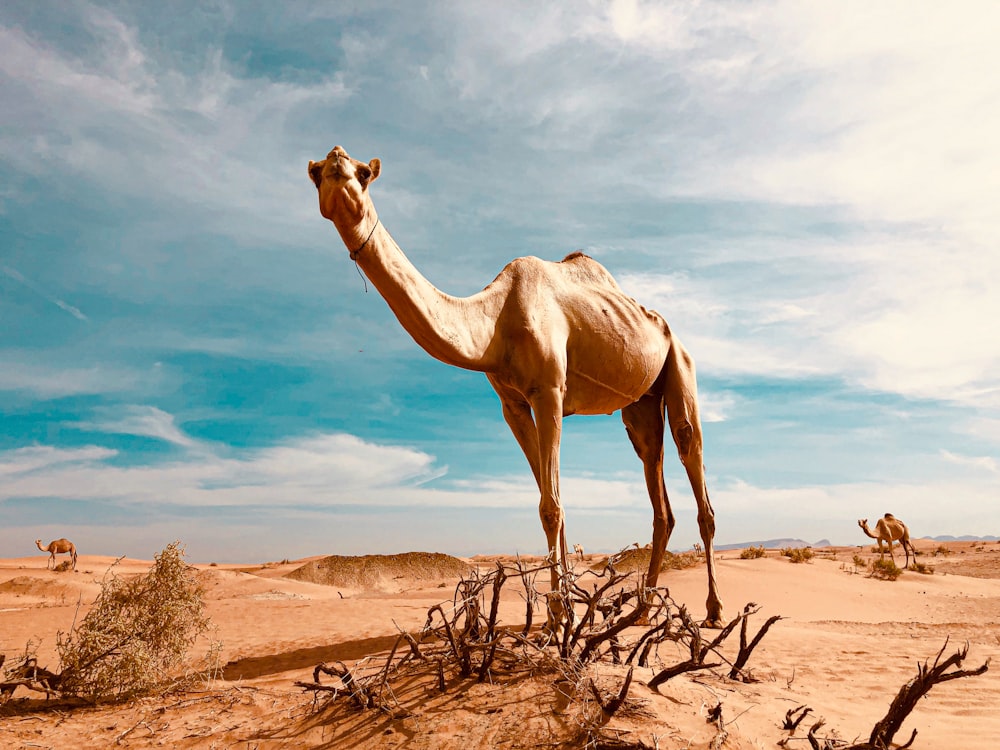 a camel standing in the middle of a desert