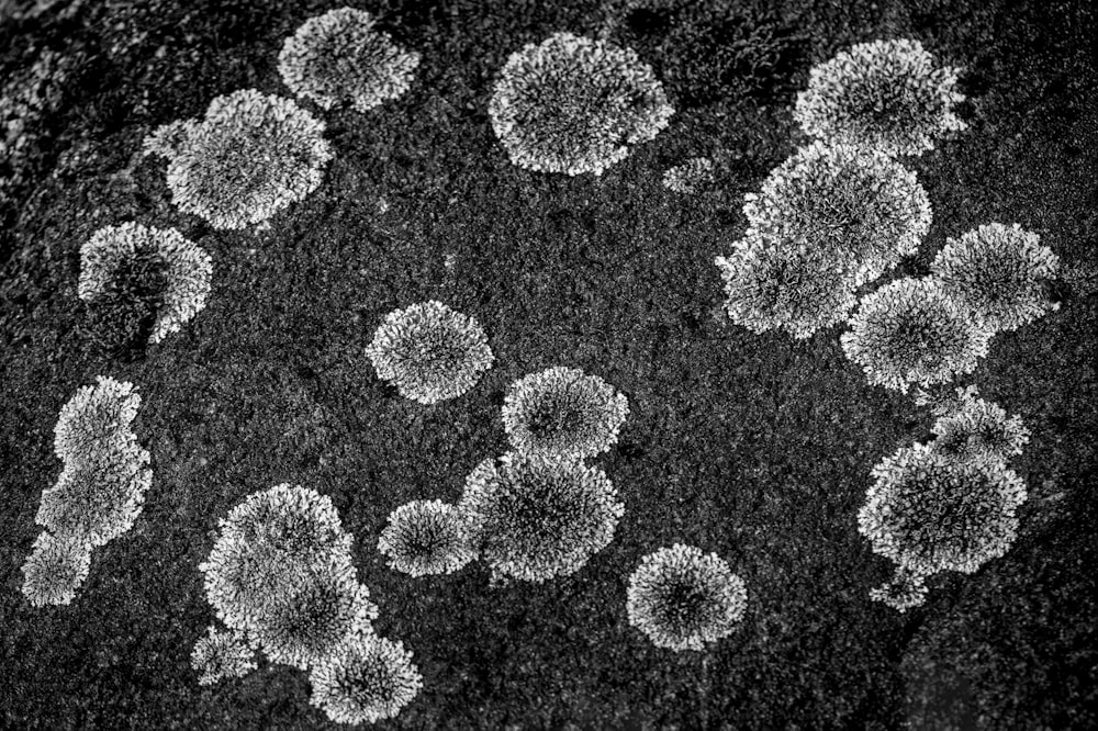 a black and white photo of a group of flowers