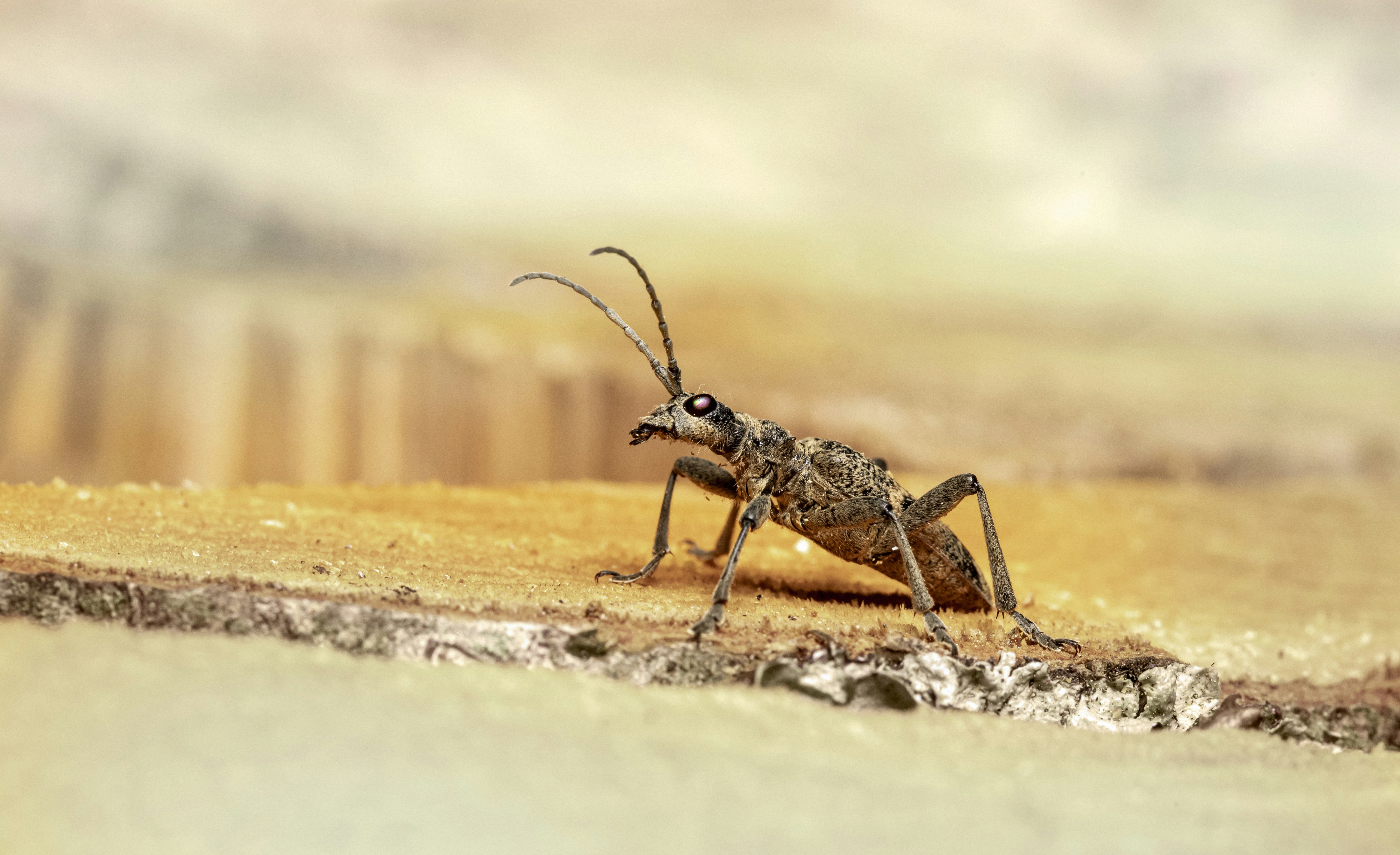 a close up of a bug on the ground