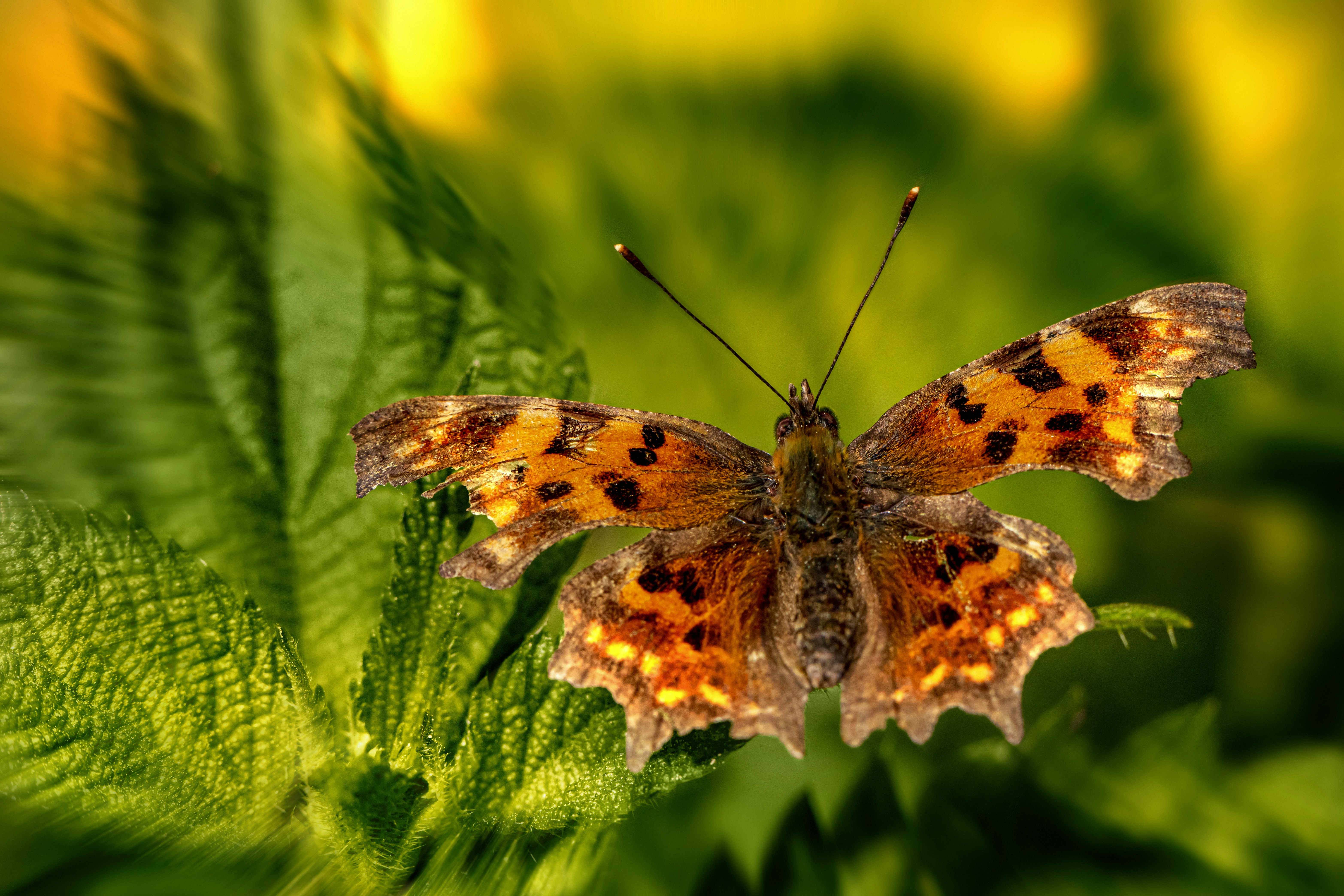 Photo by erik_karits