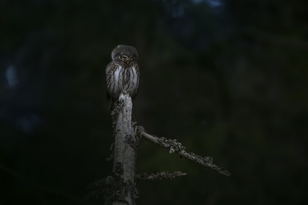 an owl is perched on a tree branch