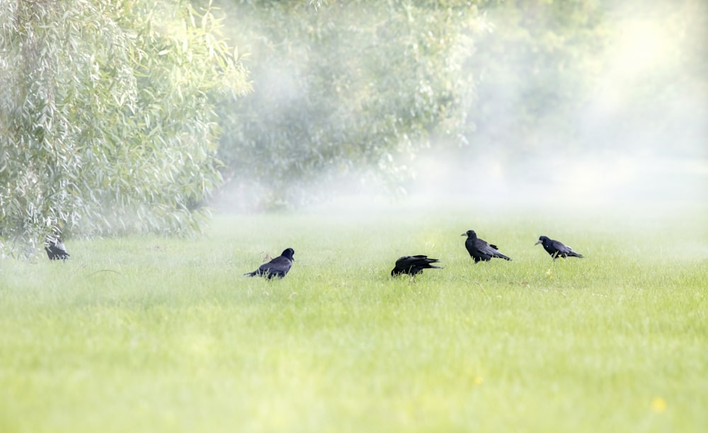 a flock of birds standing on top of a lush green field