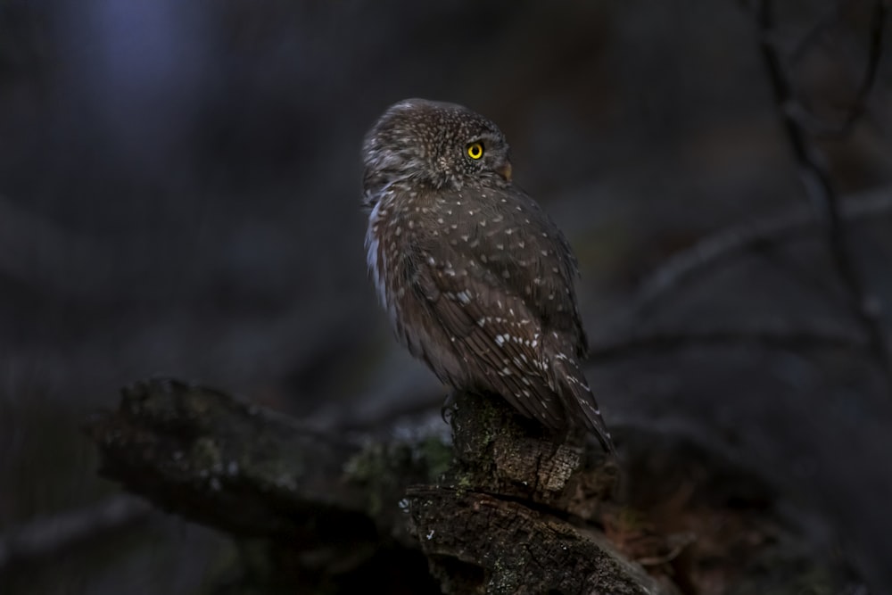 an owl is sitting on a tree branch