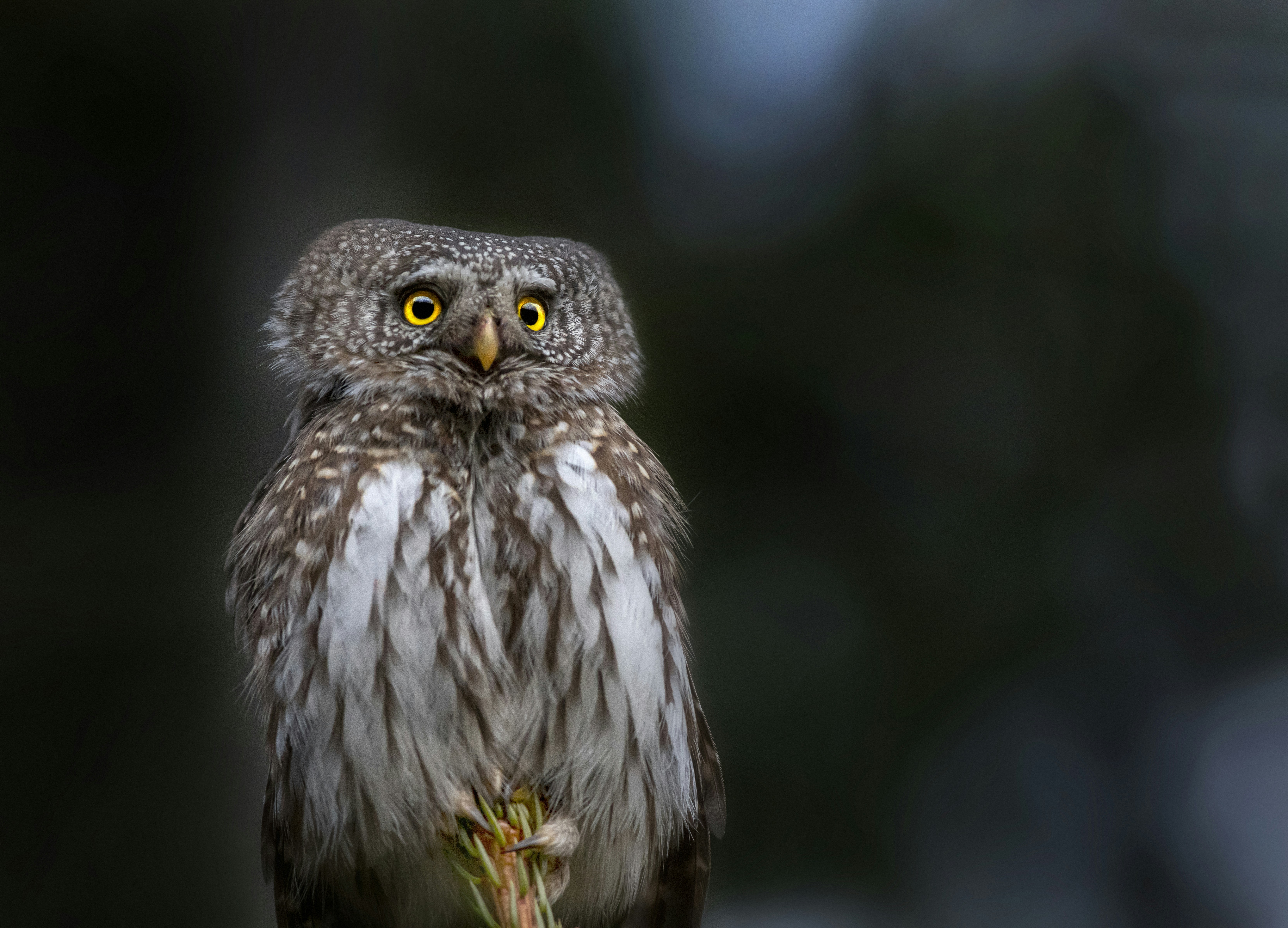 Photo by erik_karits