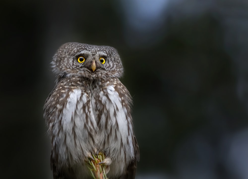 a close up of a small owl on a branch