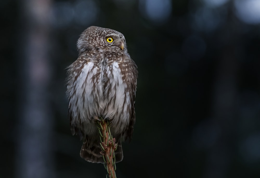 a close up of a bird on a branch