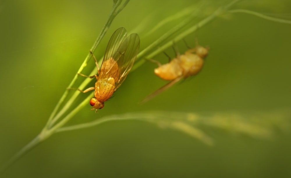 a close up of a bug on a plant