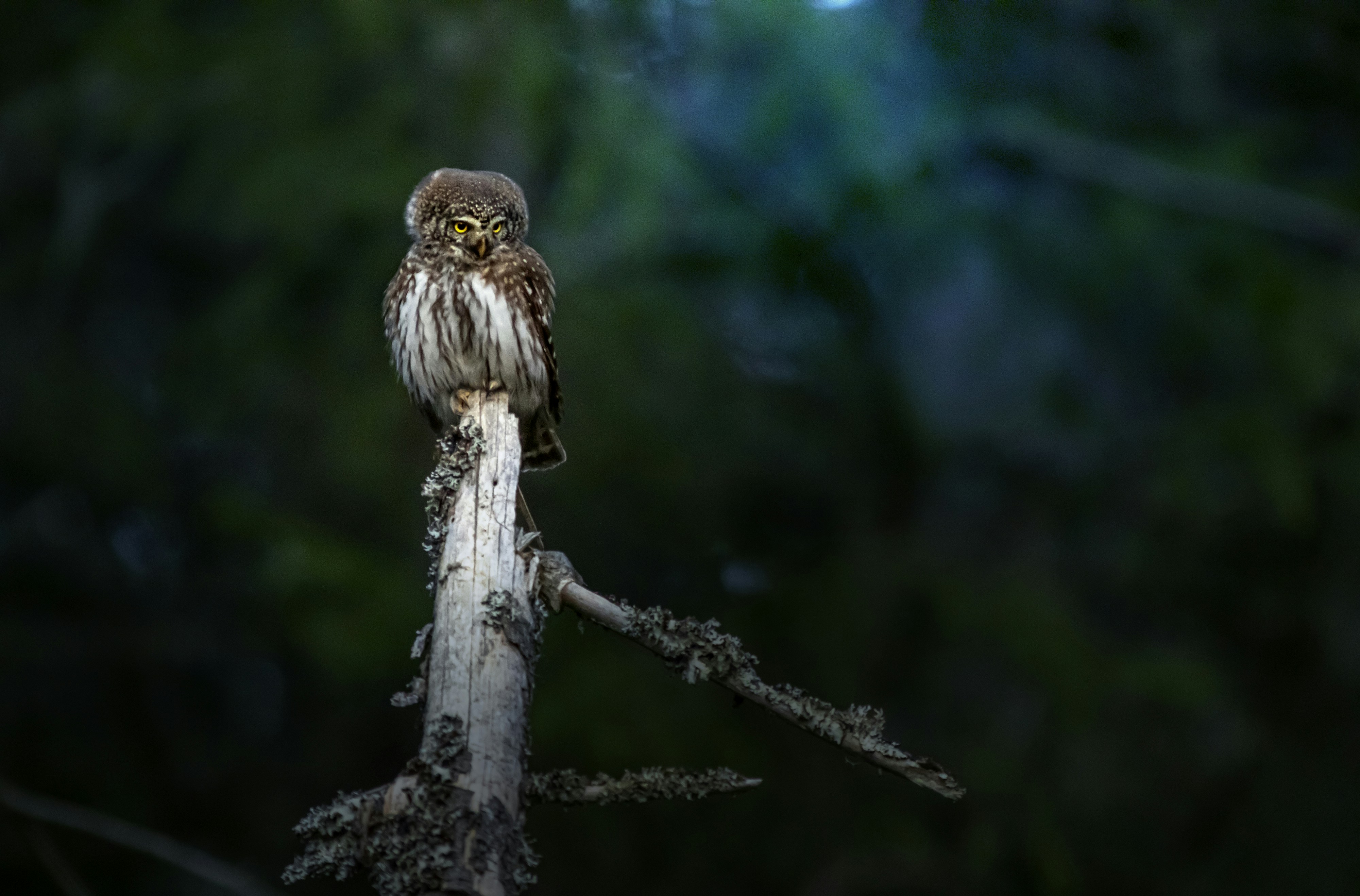 Photo by erik_karits