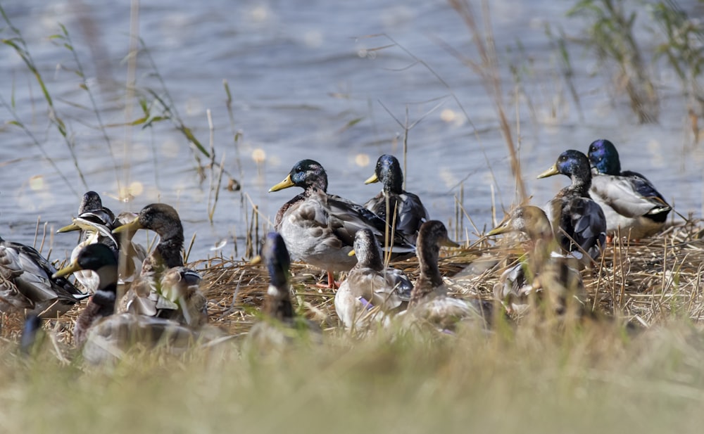 a flock of ducks sitting on top of a grass covered field