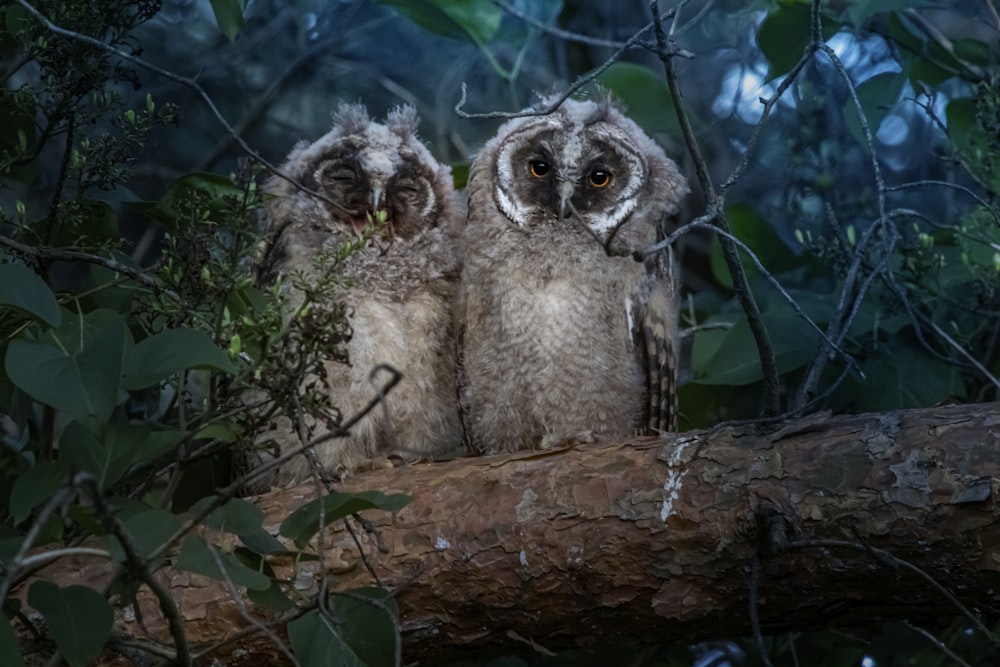 two owls are sitting on a tree branch