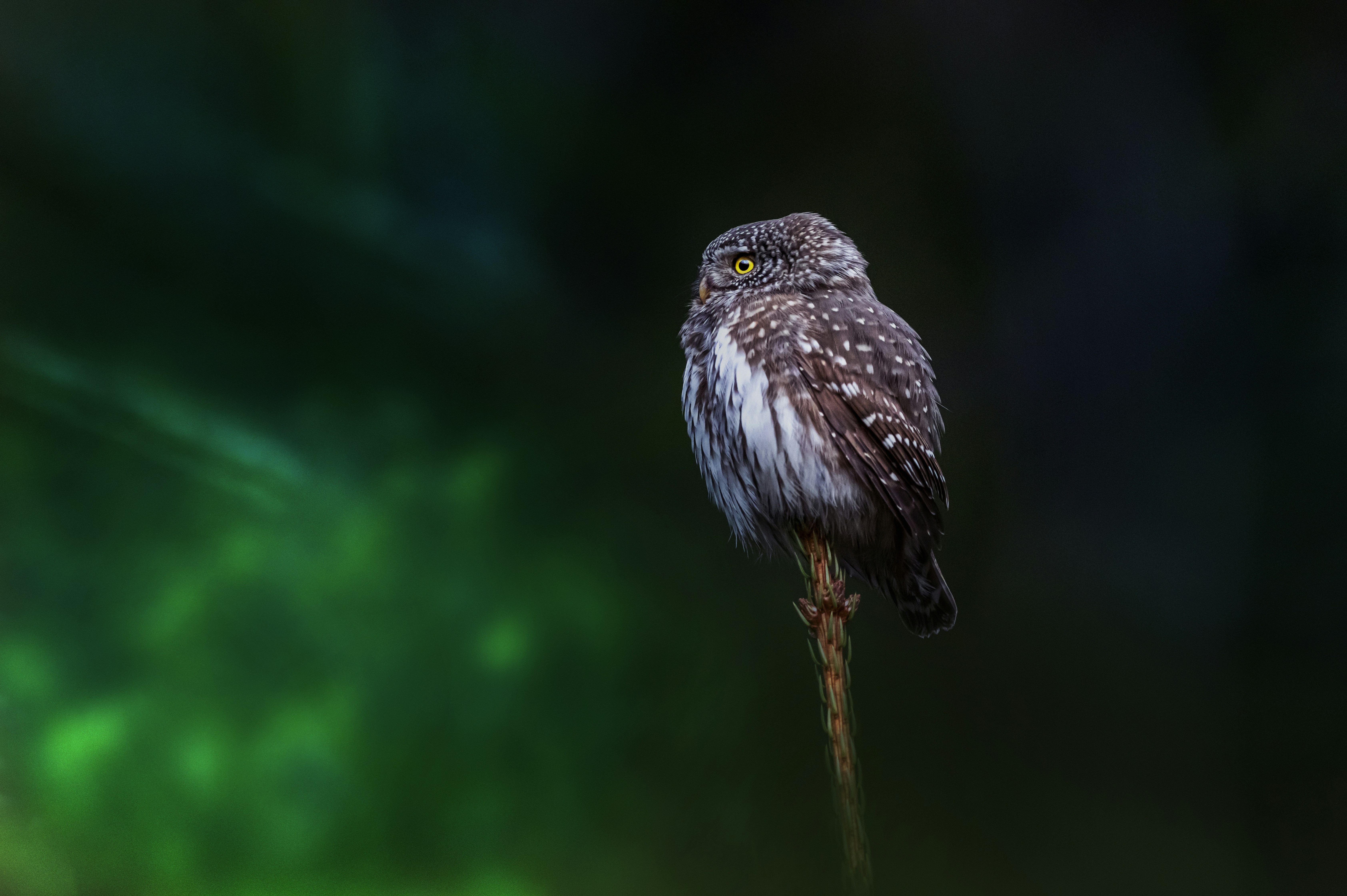 Photo by erik_karits