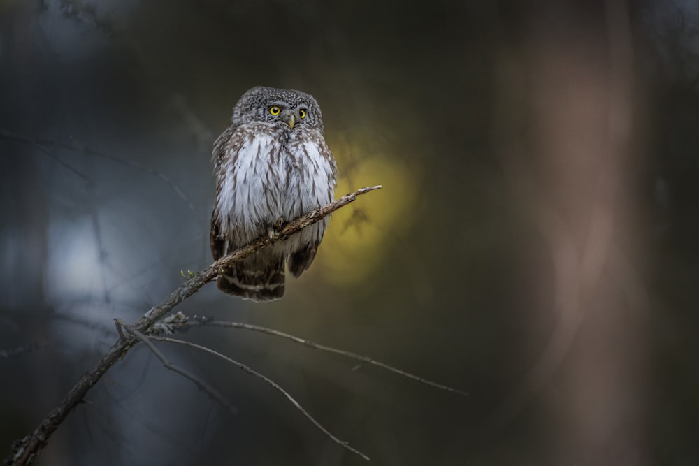 an owl sitting on a branch in a forest