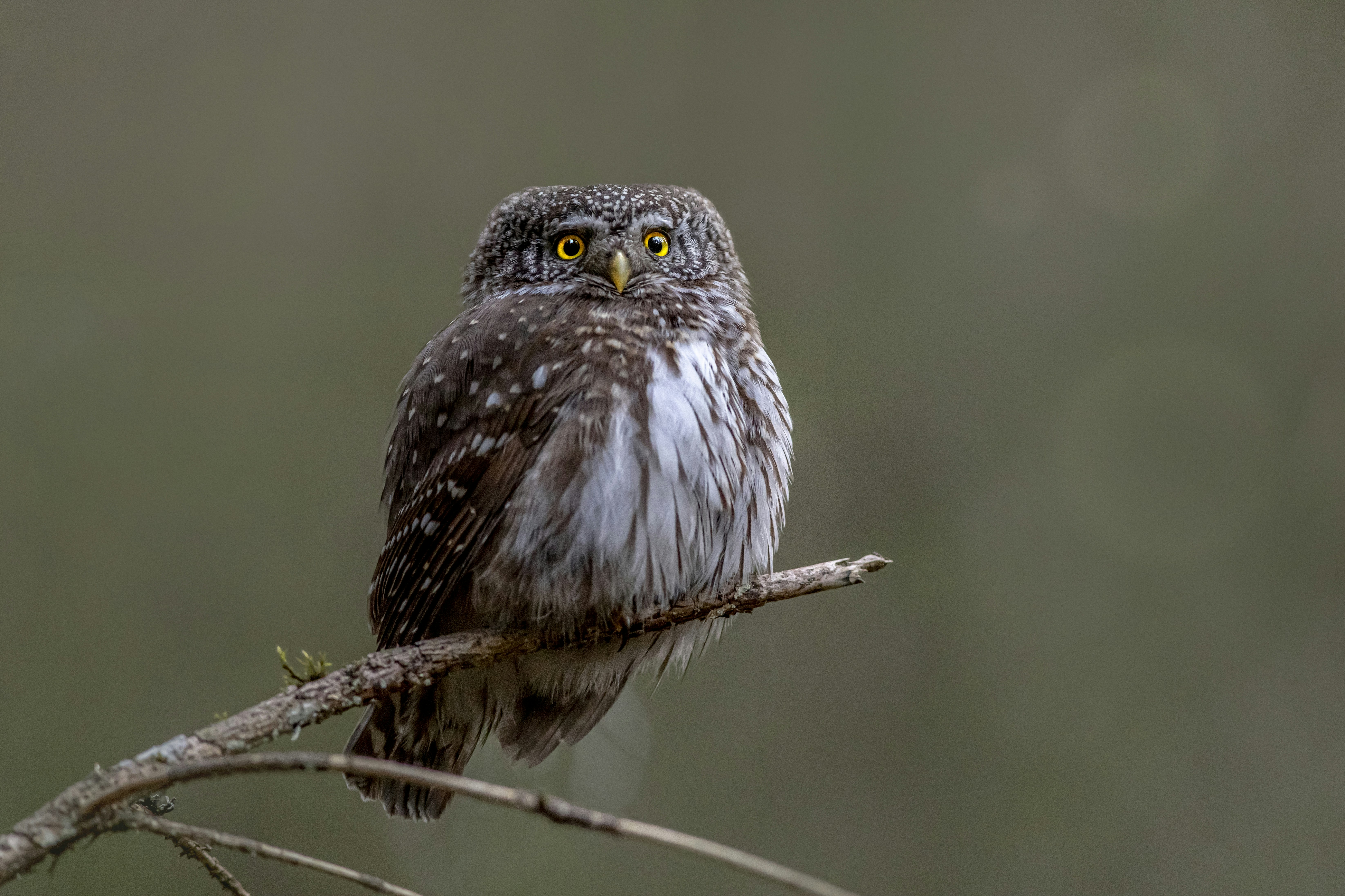 Photo by erik_karits