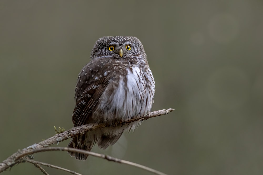 a close up of a small owl sitting on a branch