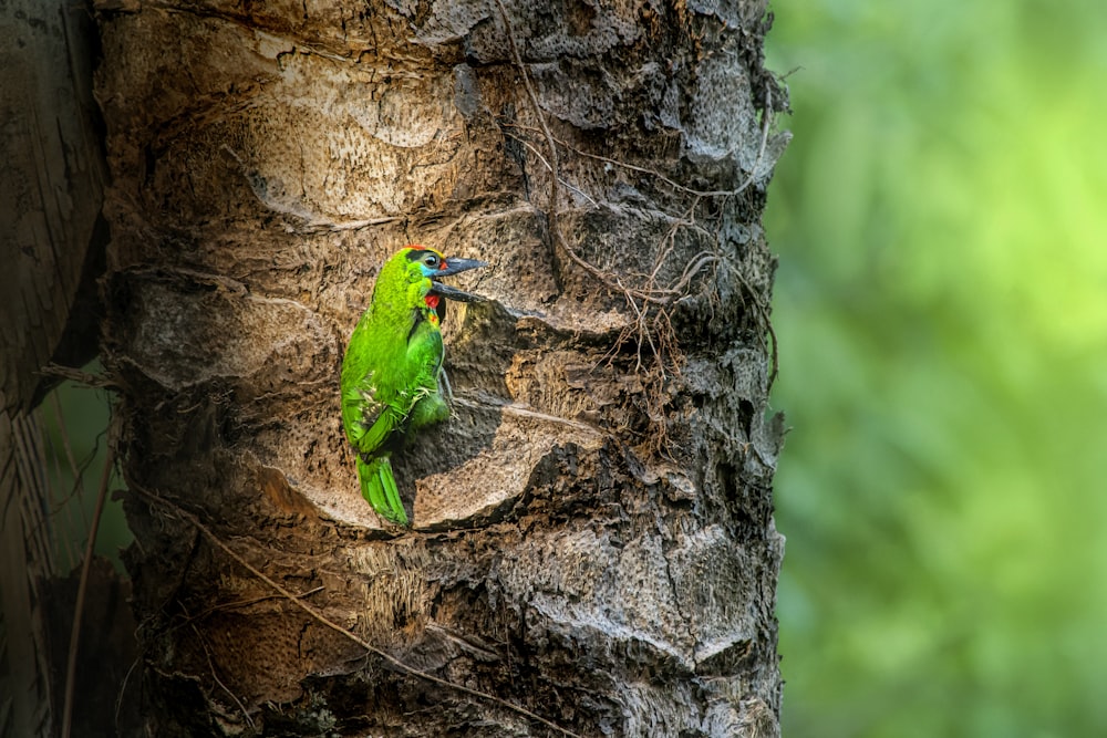 a green bird sitting on the side of a tree