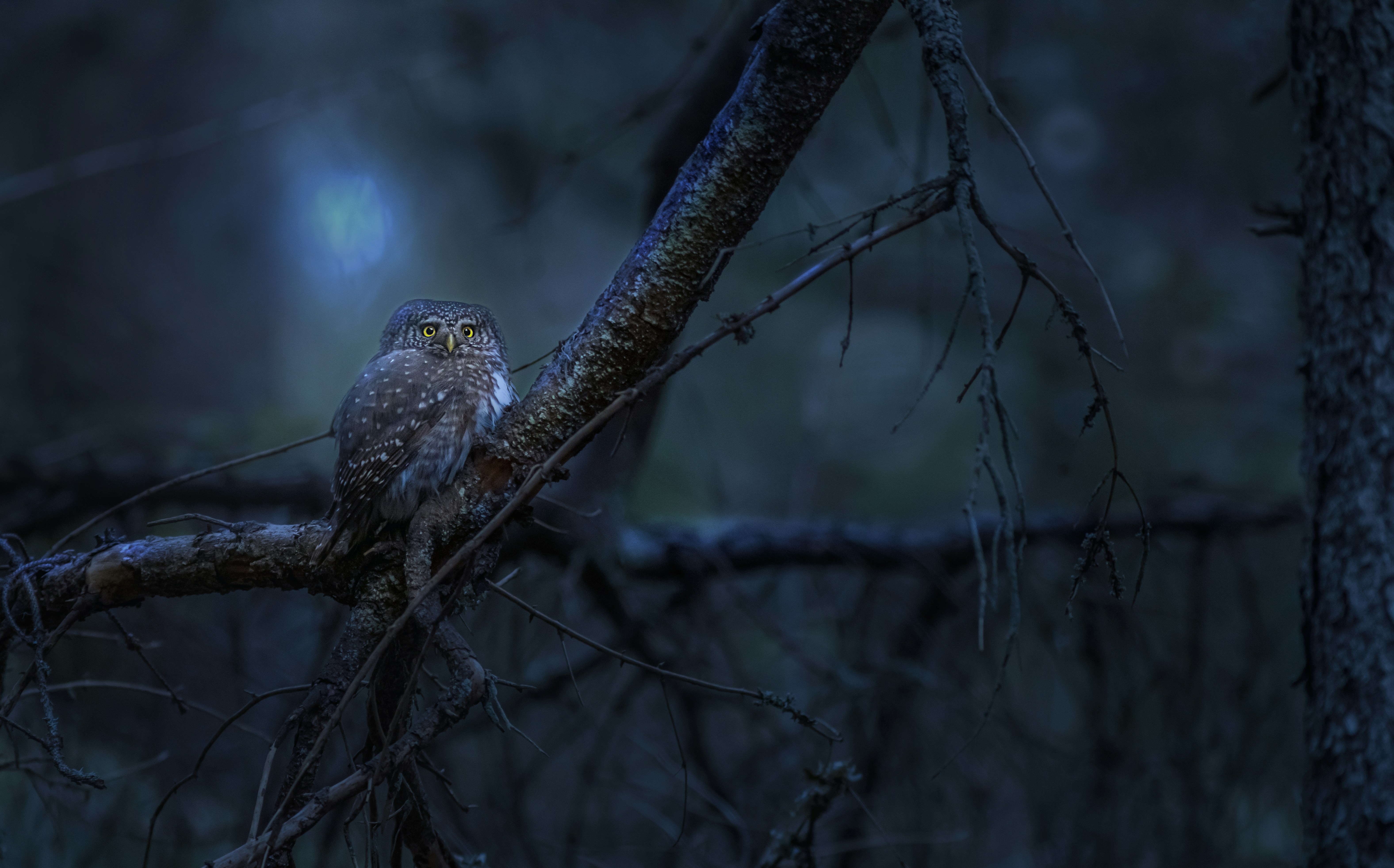 Photo by erik_karits