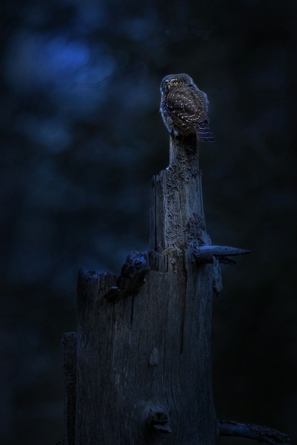 a bird sitting on top of a wooden post