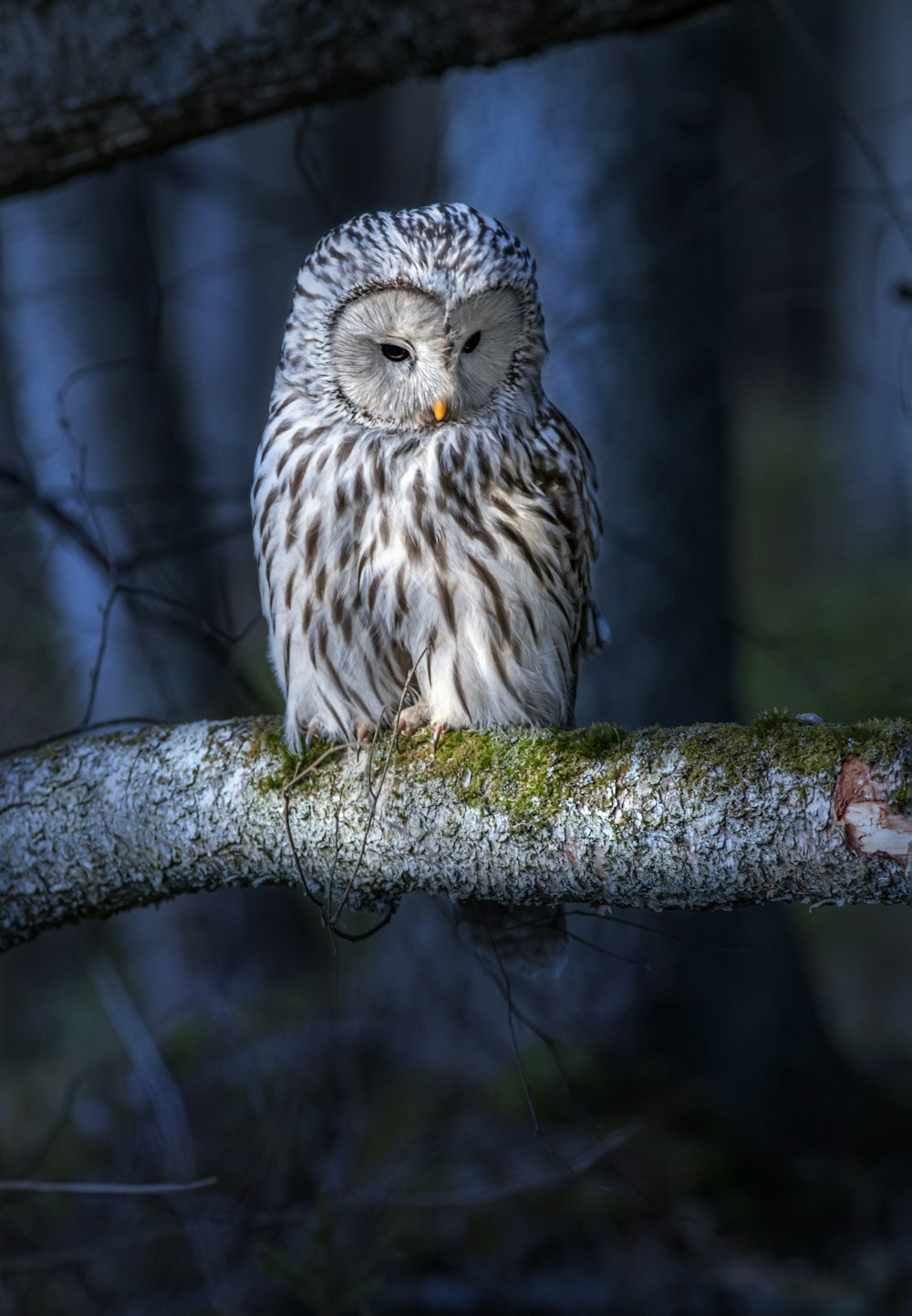 an owl sitting on a tree branch in a forest