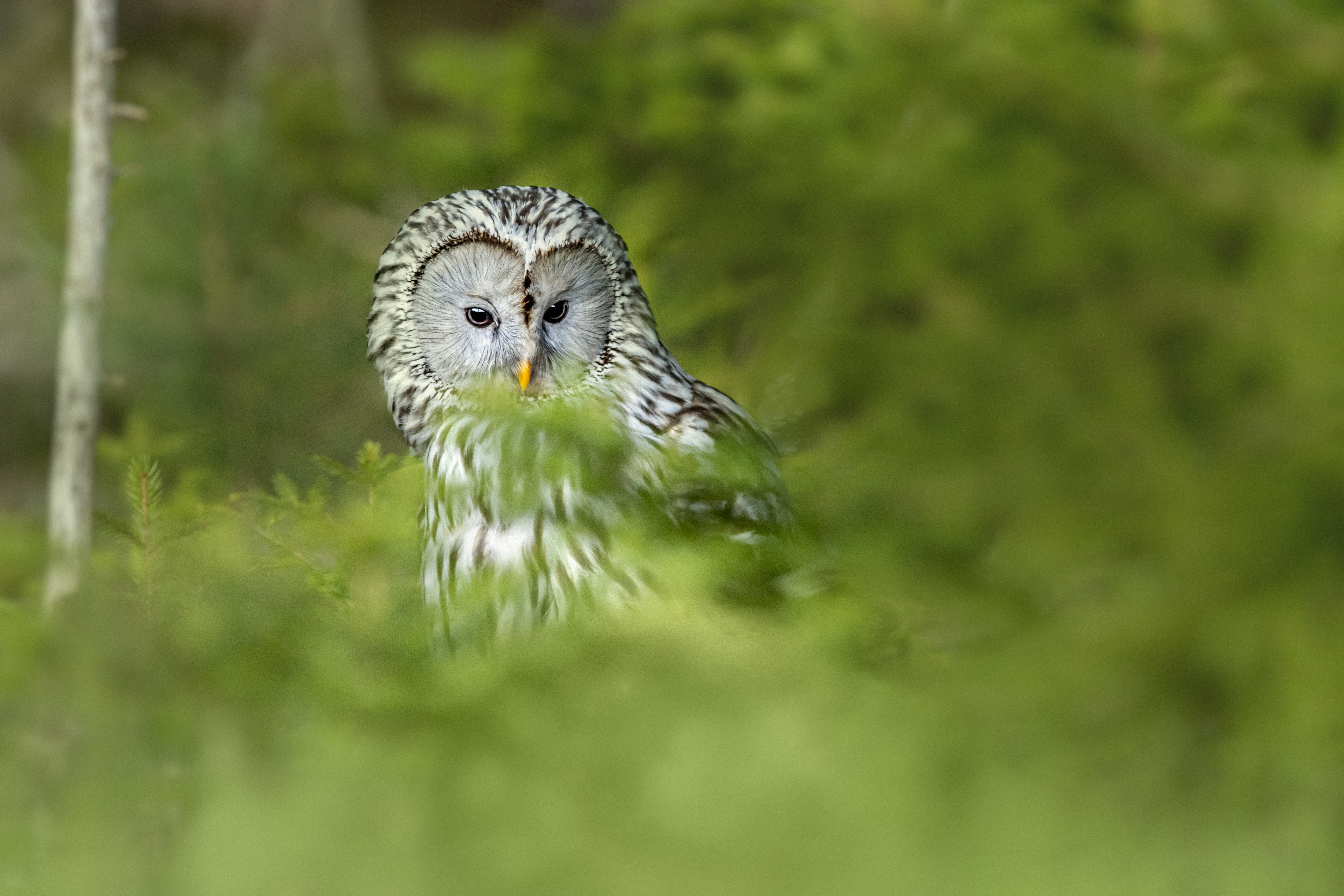 Photo by erik_karits