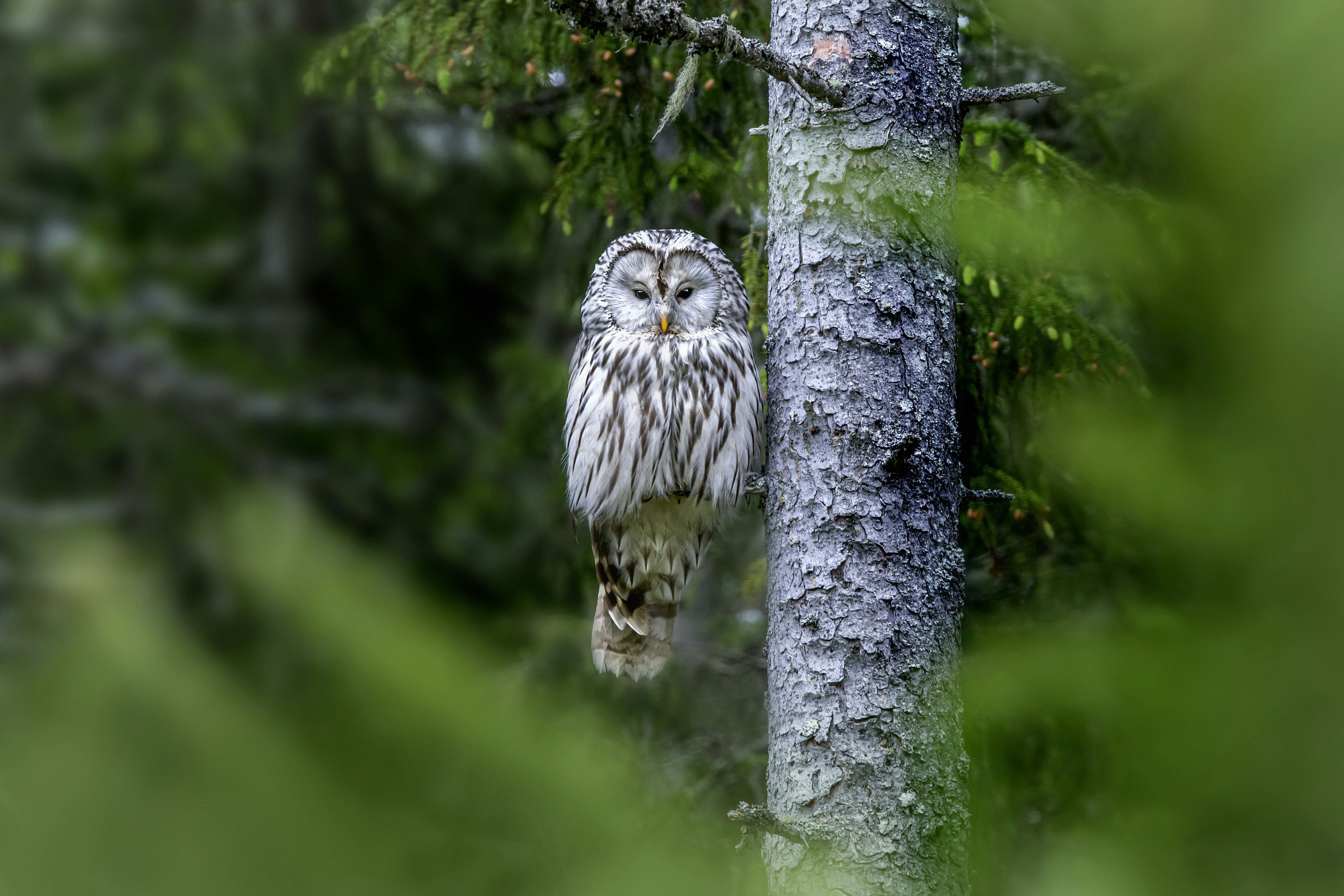 an owl is perched on a tree branch
