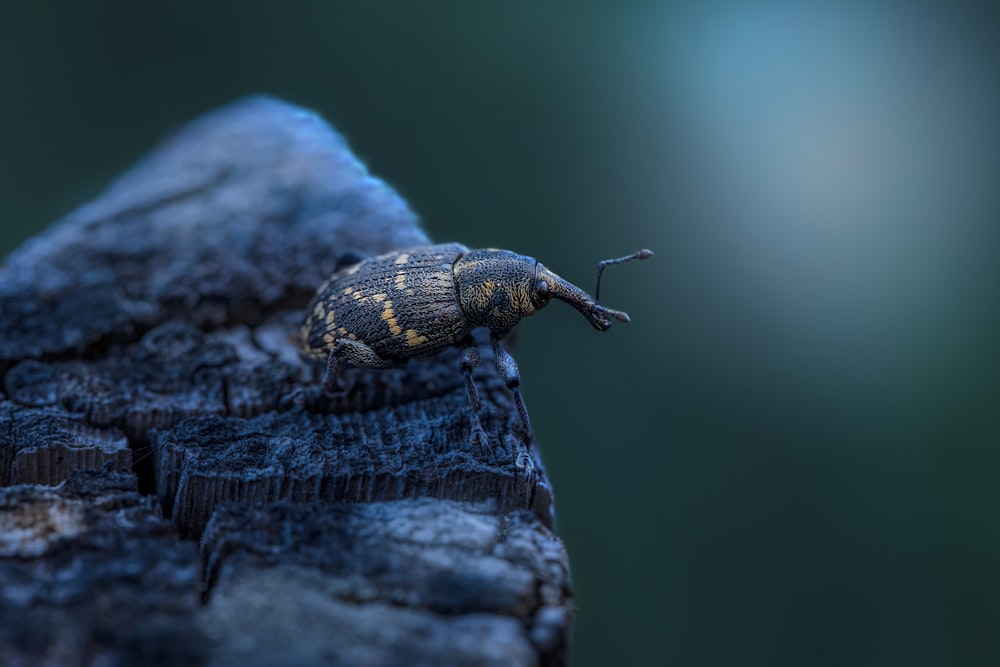 um close up de um inseto em um pedaço de madeira