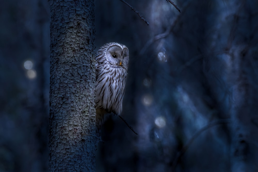 an owl is perched on a tree branch