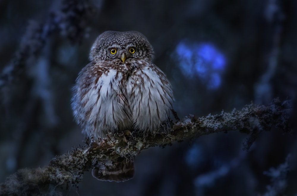 a small owl is sitting on a branch
