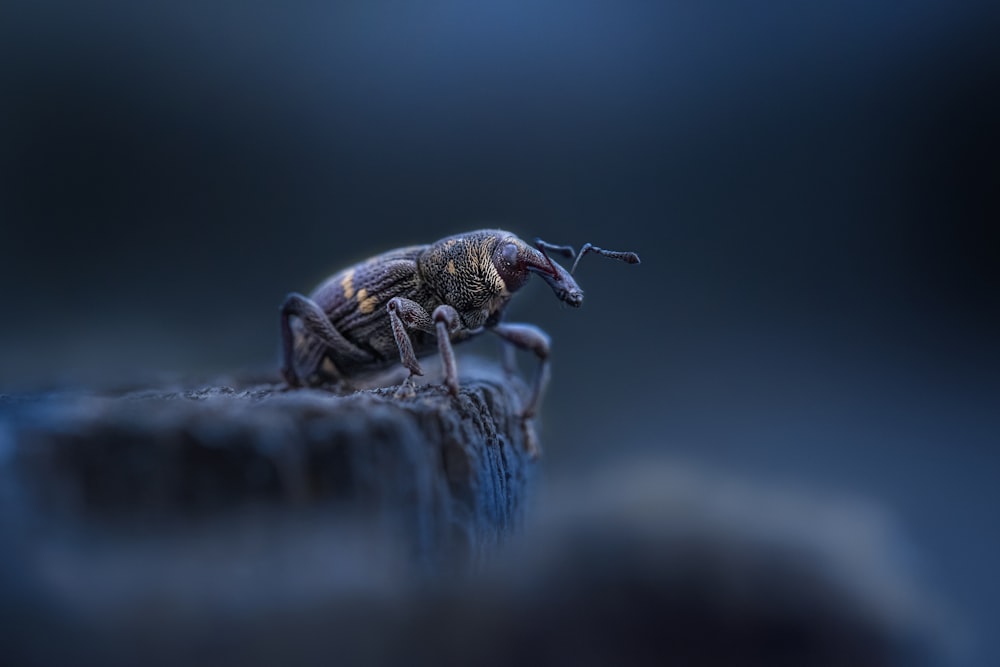 a bug sitting on top of a wooden post