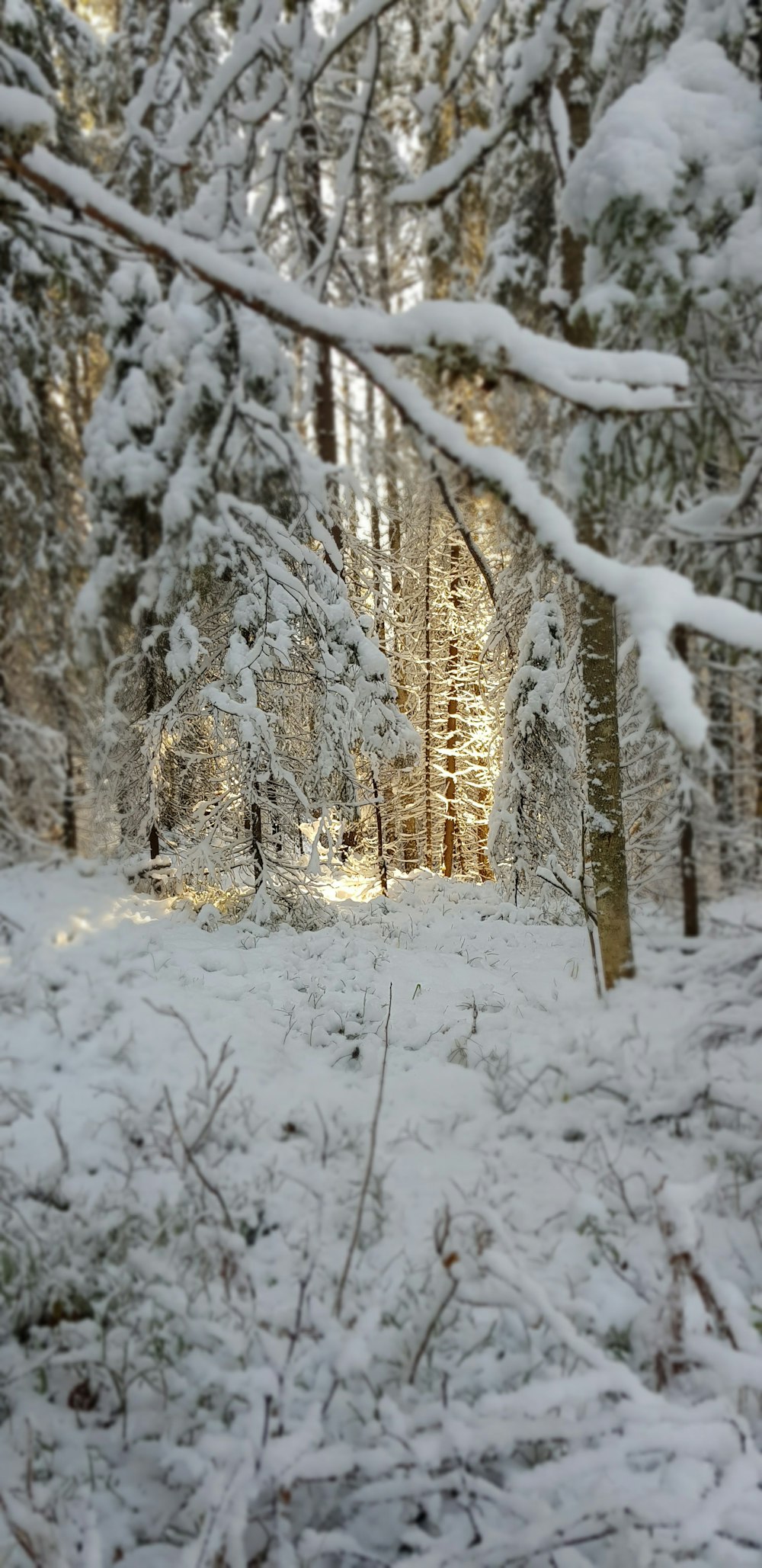 a forest filled with lots of snow covered trees