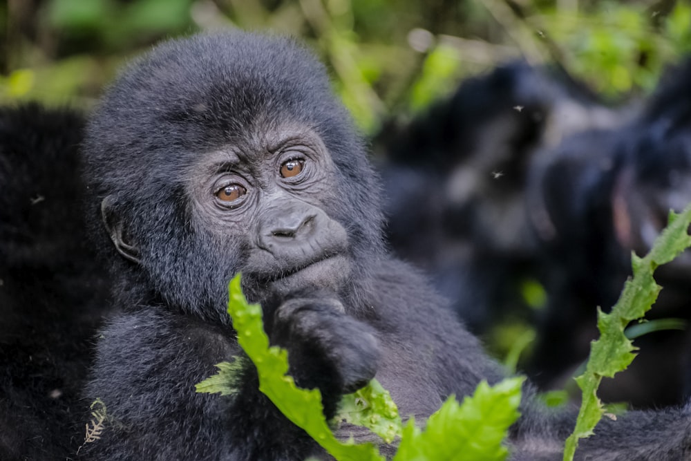 a close up of a monkey in a tree