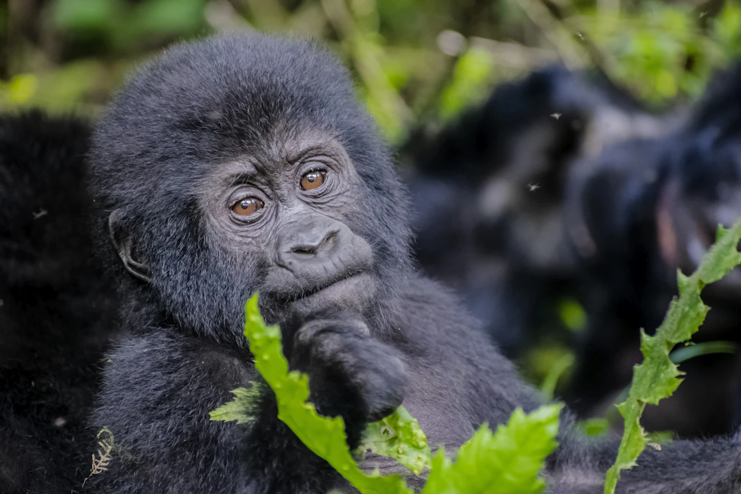 11-Day Luxury Rwanda & Uganda Itinerary: April Escape