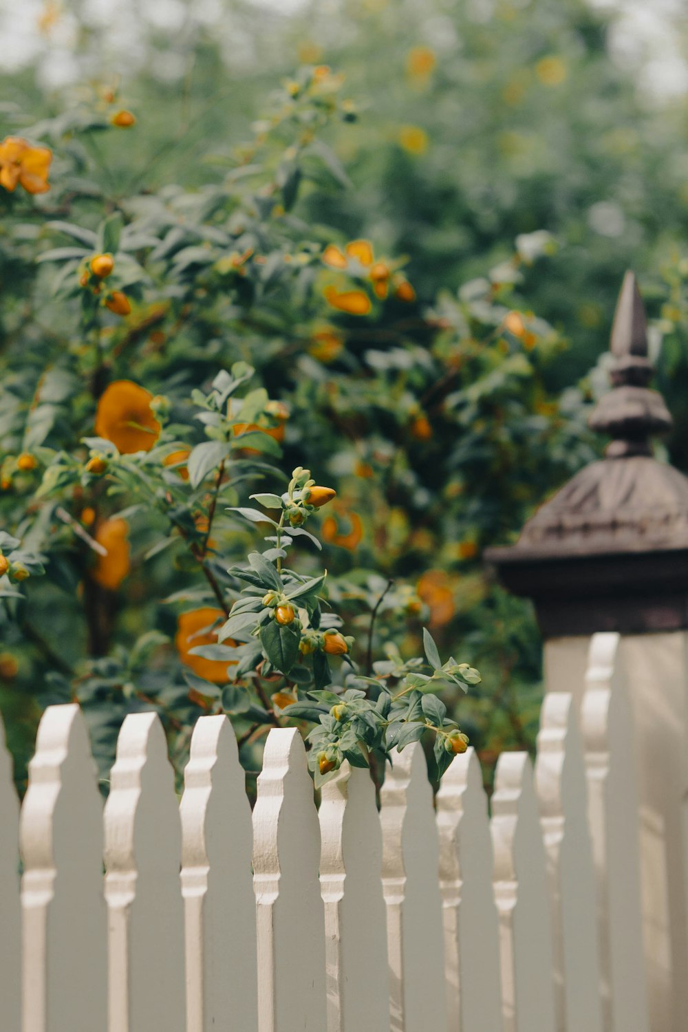 a white picket fence with yellow flowers in the background
