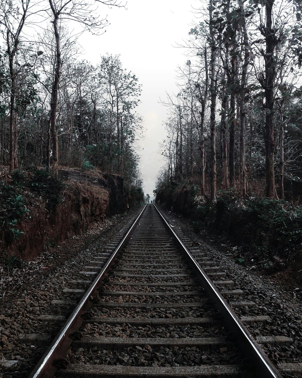 a train track in the middle of a forest