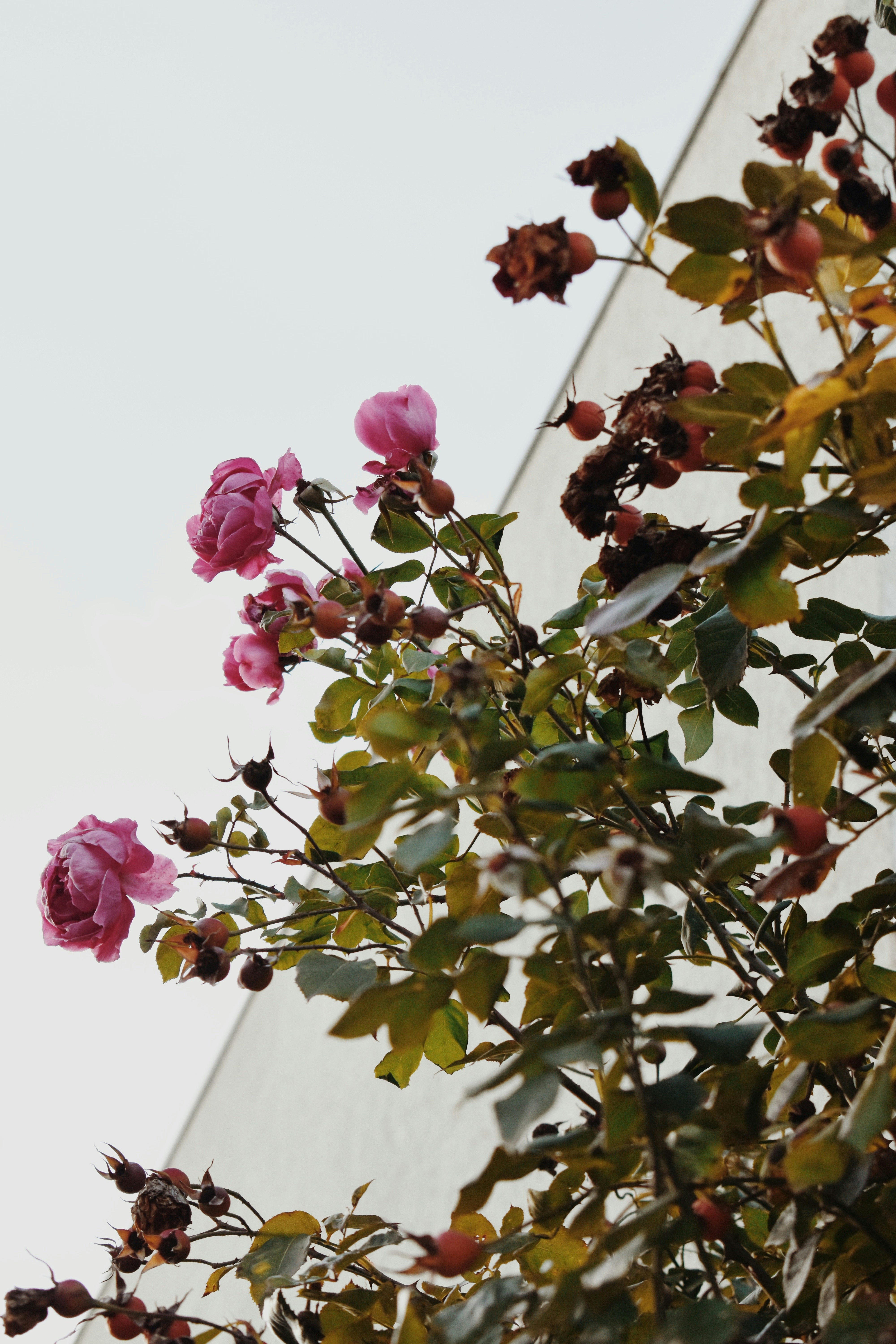 Photo by bianncapatrascu