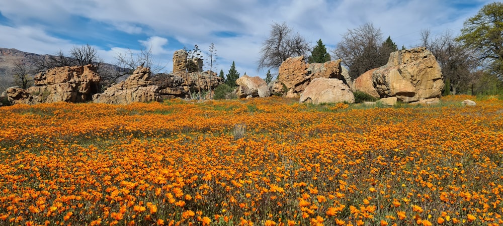 a field full of orange flowers with rocks in the background