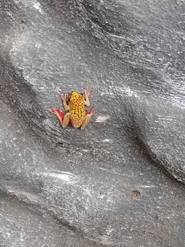 California red-legged frog perched on a rock beside a stream.