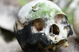 A weathered human skull with a mossy covering and significant discoloration, likely due to age and environmental exposure. The bone structure shows signs of deterioration and fractures, with the lower jaw missing. The texture is rough, highlighting the skull's exposure to natural elements.