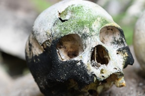 A weathered human skull with a mossy covering and significant discoloration, likely due to age and environmental exposure. The bone structure shows signs of deterioration and fractures, with the lower jaw missing. The texture is rough, highlighting the skull's exposure to natural elements.