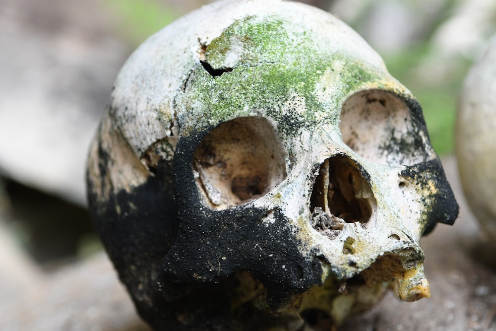 a close up of a skull on a rock