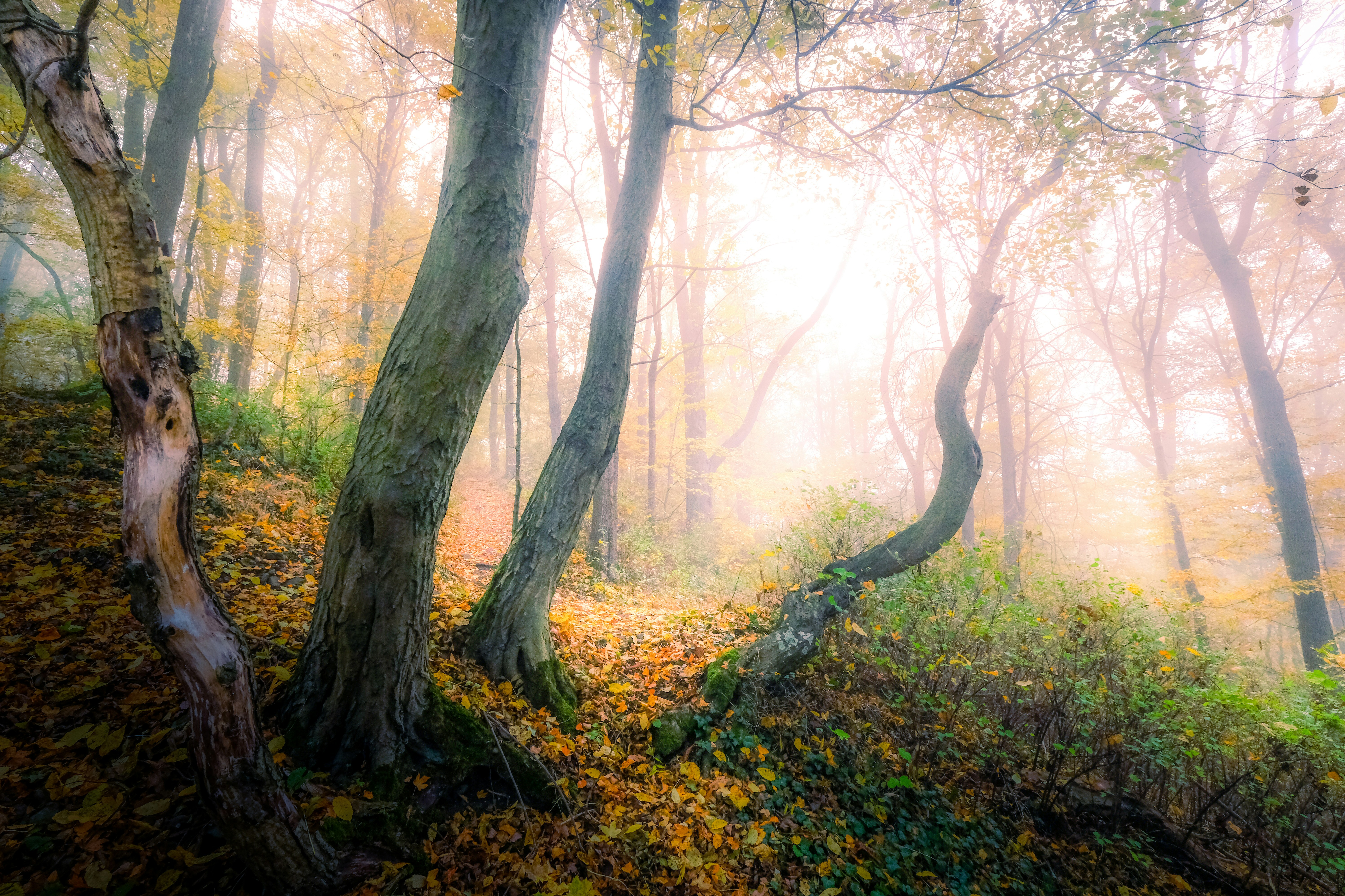 Whispers of the Forest