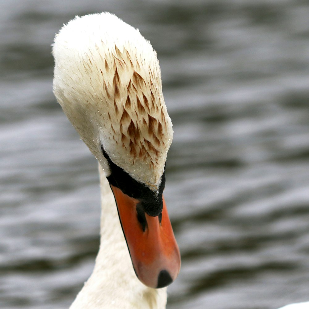 a close up of a swan's head on a body of water