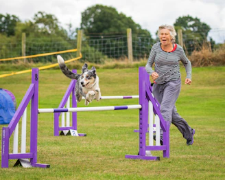 A joyful dog and owner navigating an agility course together outdoors on a sunny day.