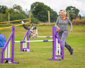 A woman is running alongside a dog that is enthusiastically jumping over a purple and white hurdle in an outdoor grassy area, seemingly part of an agility course. The background is composed of trees and fencing.