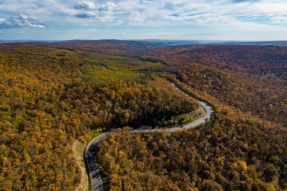 a winding road in the middle of a forest