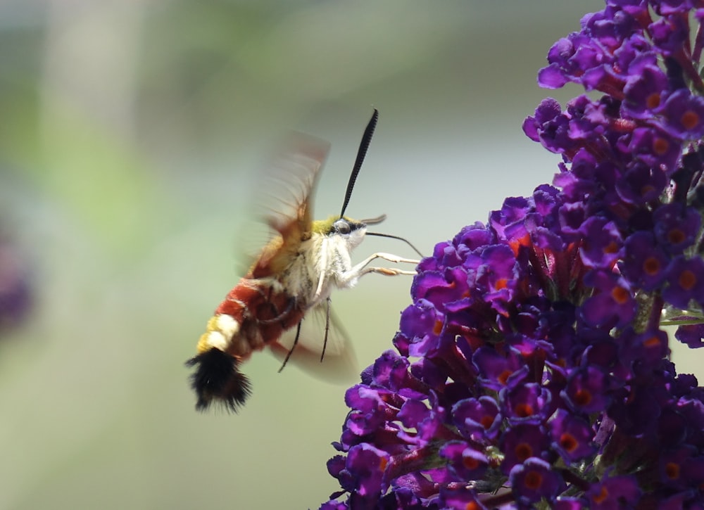 a close up of a bee flying near a purple flower